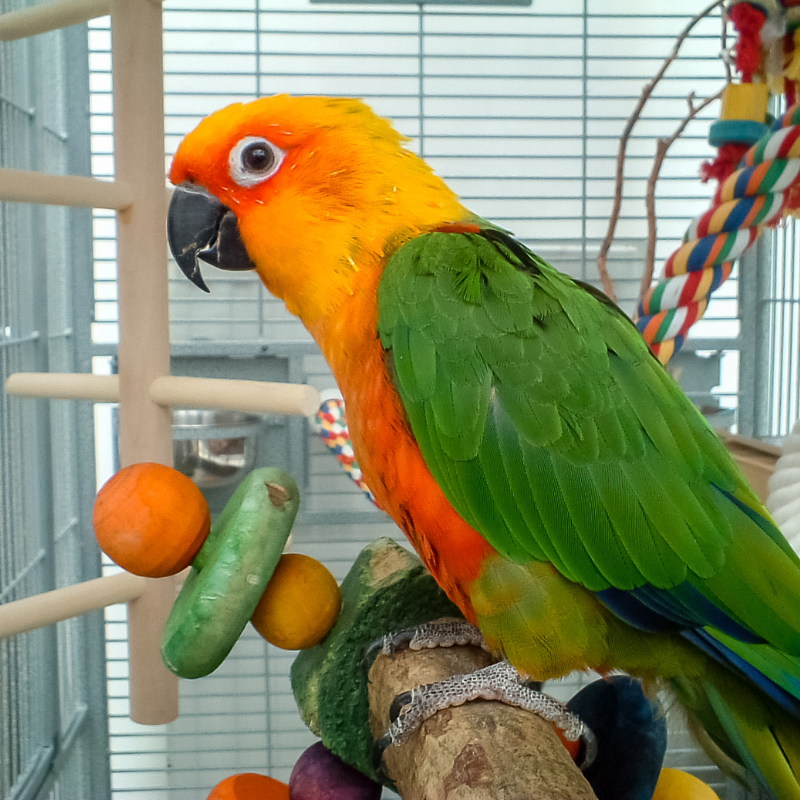 Pet Toys